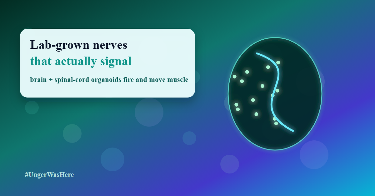 Human Organoids Reveal How to Reverse "Irreversible" Nerve Damage (slide 1 of 2)